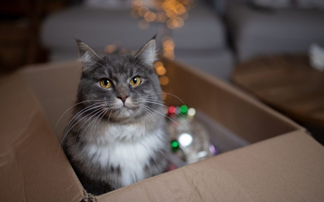 Oh, Christmas Tree!: Keeping Your Cats Safe at Christmas