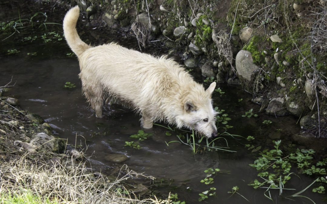 Leptospirosis: What exactly is it?
