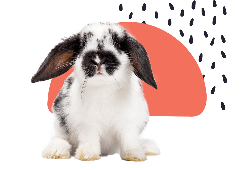 Seattle, WA Vet Reviews North Seattle Veterinary Clinic