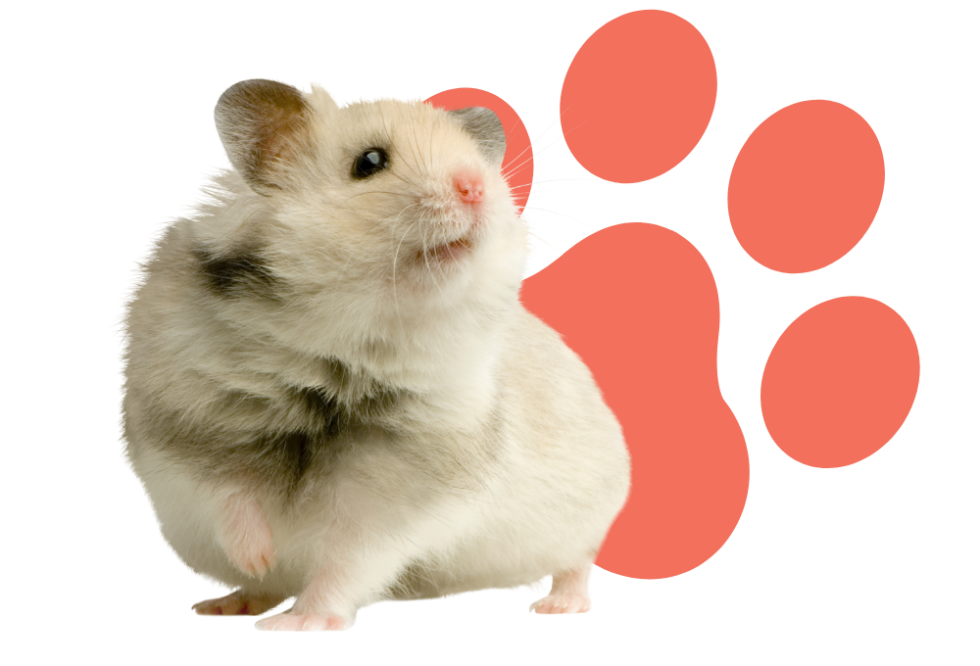 Seattle, WA Vet Reviews North Seattle Veterinary Clinic