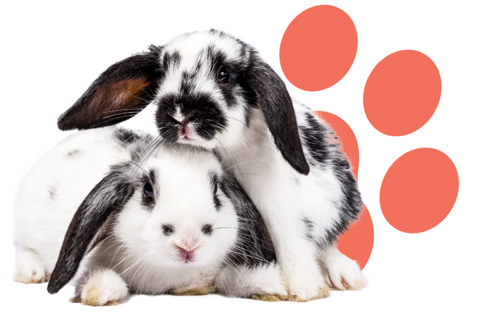 Seattle, WA Veterinarians North Seattle Veterinary Clinic