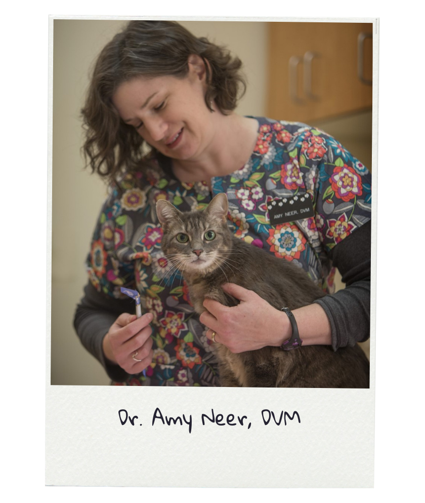 amy2