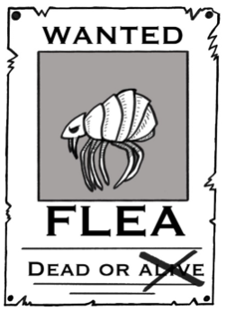wanted fleas