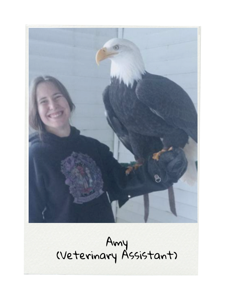 Amy holding a Bald eagle.