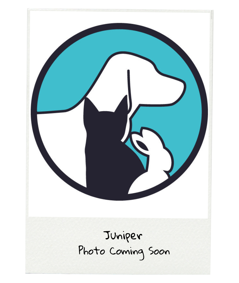 Working-File (1) Juniper